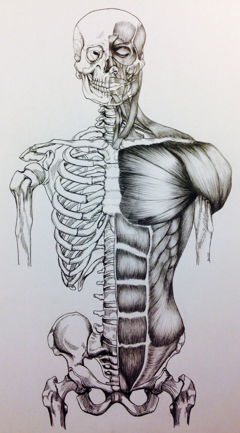 Любопытные факты о мышцах и костях человека