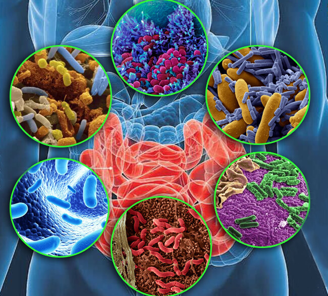 Диктатура микробиома: Настроение, ВЕС и работа иммунной системы
