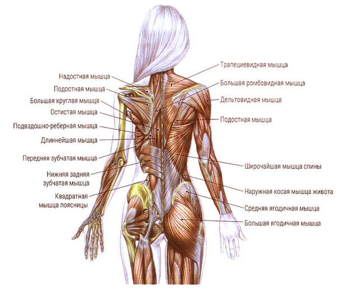 Какая мышца относится к мышцам спины большая лестничная тонкая широчайшая гребешковая