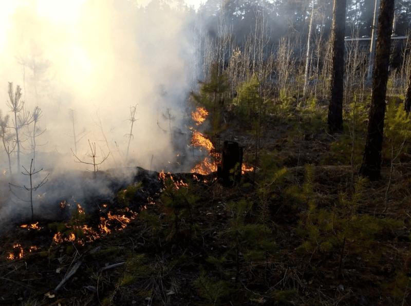 Дым горящего леса может быть опаснее радиации