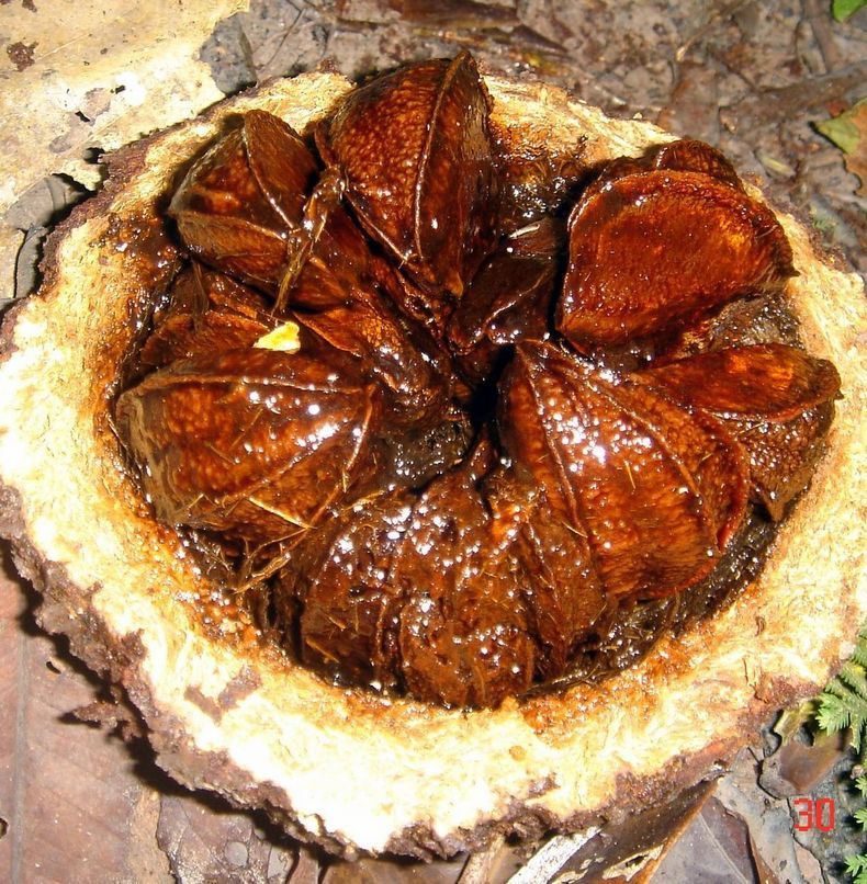 Польза бразильского ореха в онкологии thumbnail