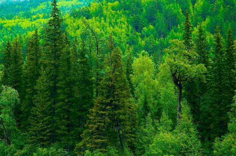 В России можно восстановить больше всего лесов для нейтрализации СО2