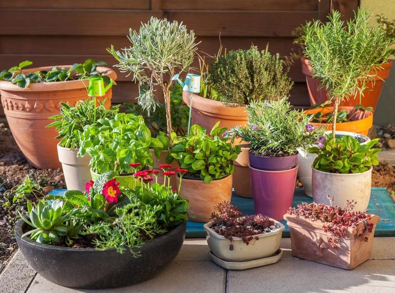 10 самых подходящих растений для террасы на даче
