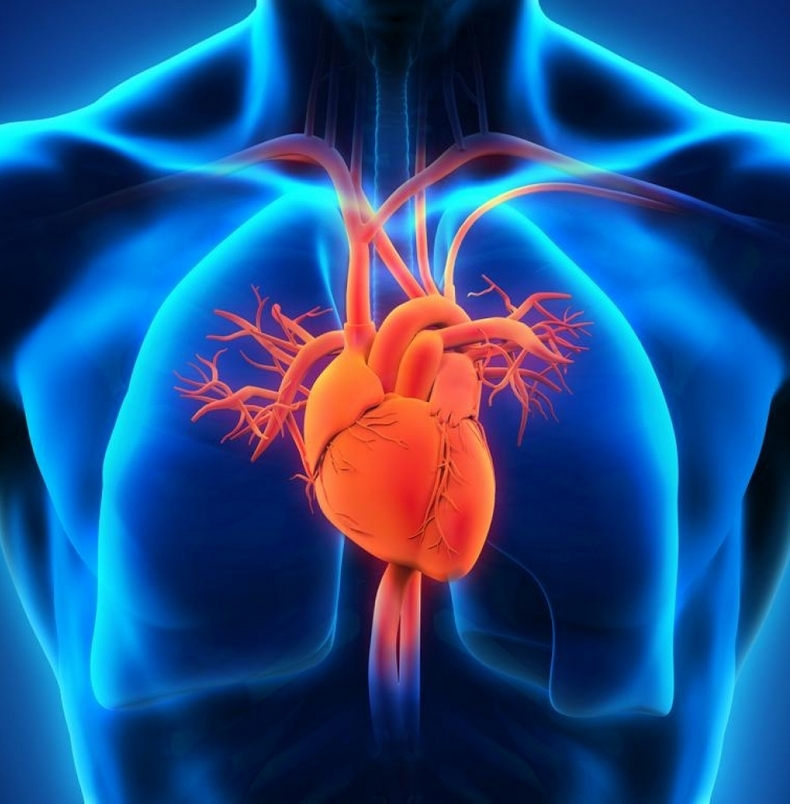 Внезапная остановка сердца: Факторы риска и предвестники