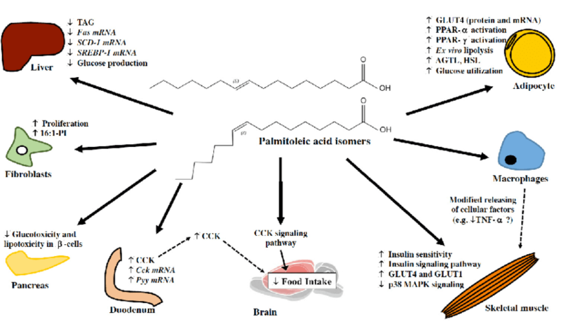 Мононенасыщенные жиры: 12 полезных свойств для вашего здоровья ...