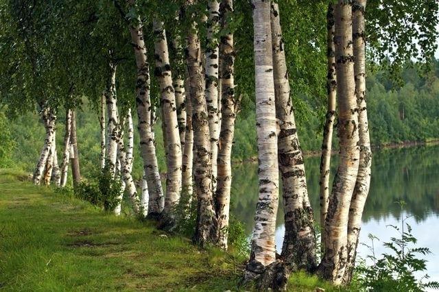 6 деревьев для дачи, которые хорошо приживутся и вырастут без вашего участия