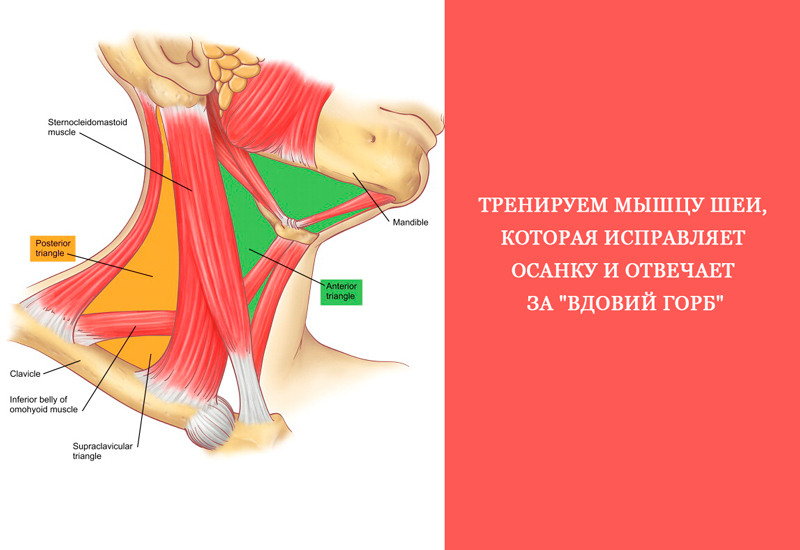 Мышцы шеи с подписями рисунок