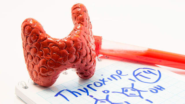 5 правил сдачи крови на анализ гормонов щитовидной железы