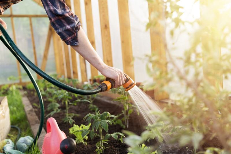 5 правил ухода за садом и огородом в жару