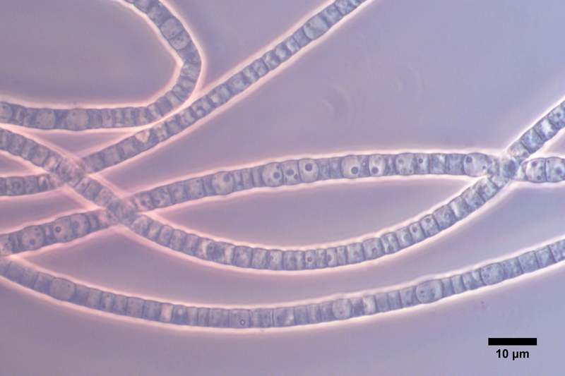Ученые создали электрическую цепь из бактерий