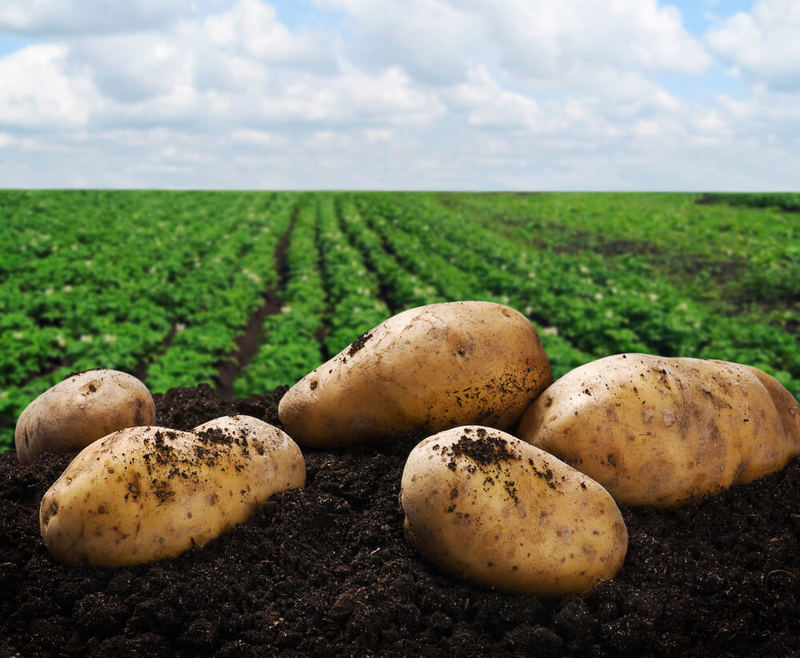 Как сохранить урожай картофеля до весны без потерь