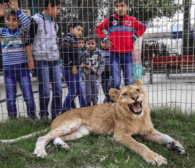 Зоопарк подрезал ногти львенку, чтобы дети могли с ним играться