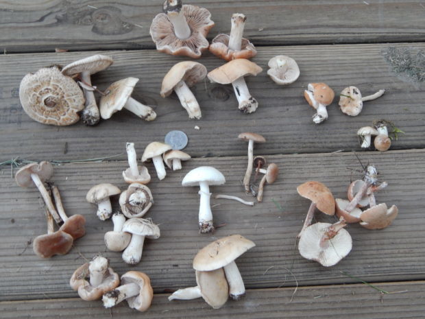 Что необходимо знать об отравлении грибами