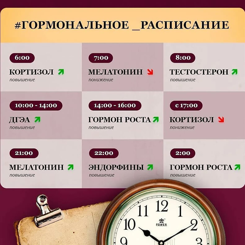 Как выделяются гормоны по часам. Смотреть фото Как выделяются гормоны по часам. Смотреть картинку Как выделяются гормоны по часам. Картинка про Как выделяются гормоны по часам. Фото Как выделяются гормоны по часам