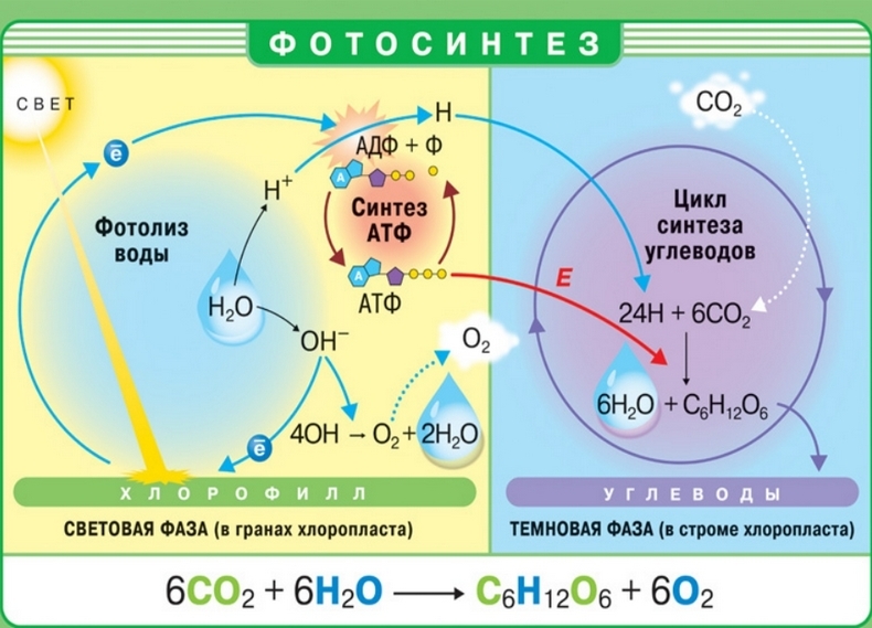 Электричество из живых растений: зеленые электростанции | Наука ...