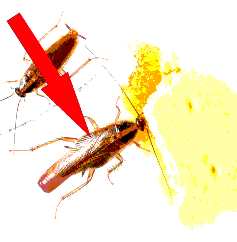 Как избавиться от тараканов в квартире: чего они боятся, чем их вывести, обзор эффективных способов уничтожения в домашних условиях