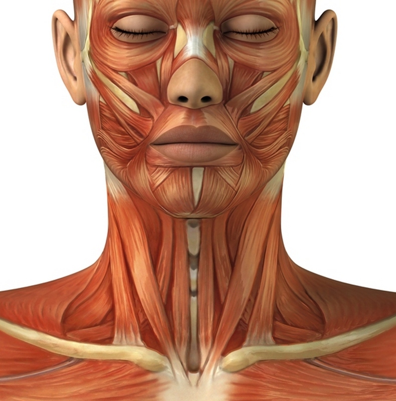 Мускулатура лица человека в картинках