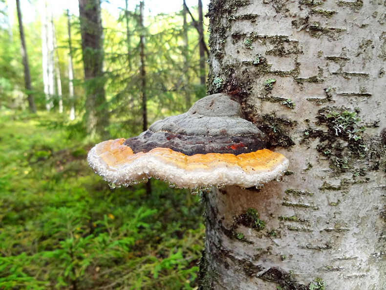 Фото гриба чага на березе лекарственного