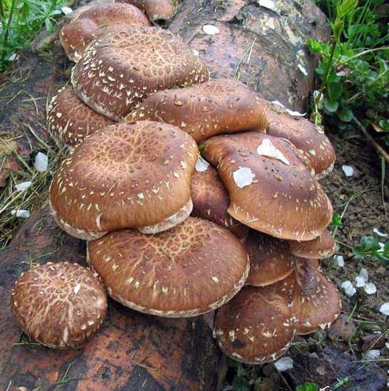 Секреты лечения грибами: Как «работают» целебные грибы