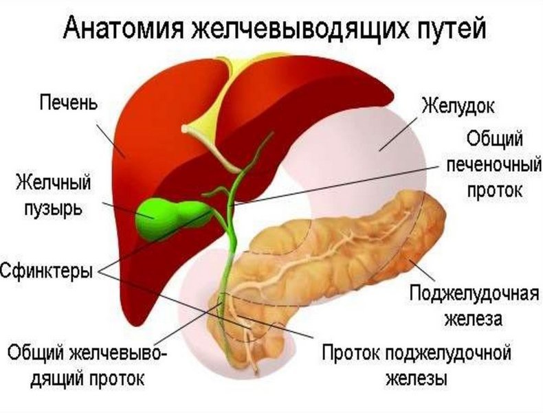 Как выглядит желчь фото