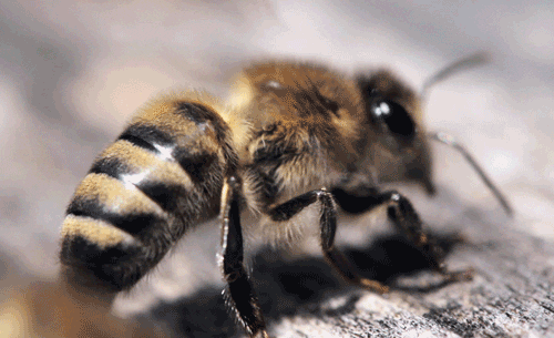 Пчелы признаны самыми важными существами нашей планеты
