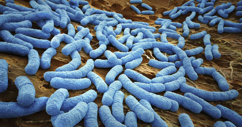 Как кишечные бактерии влияют на ваш метаболизм