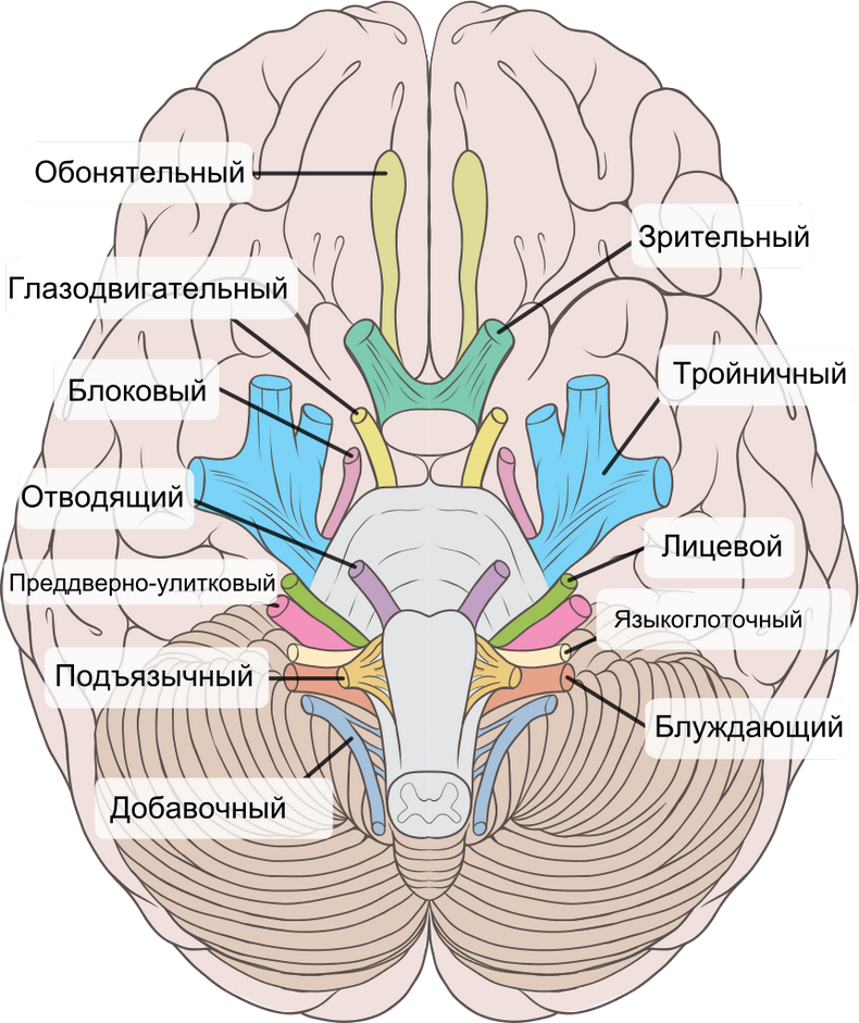 Рисунок блуждающий нерв