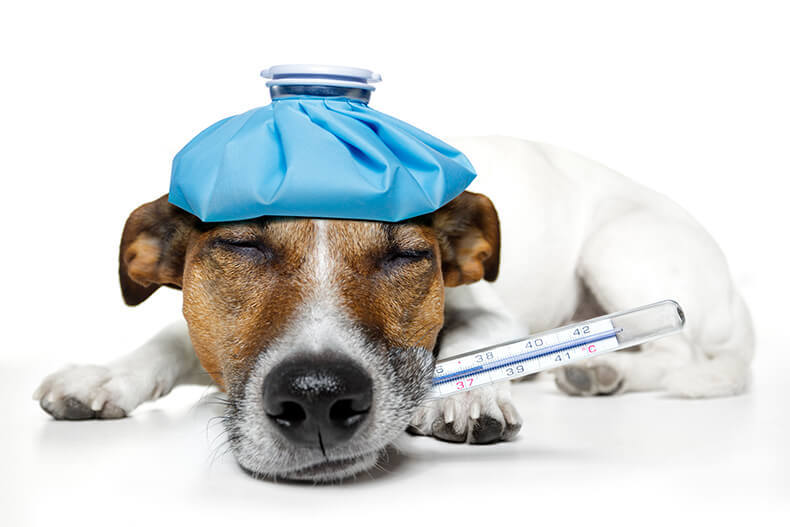 Аптечка первой помощи для домашних животных