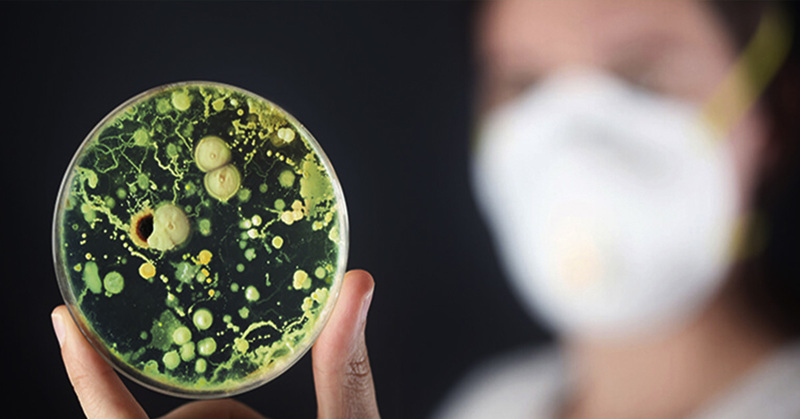 Почему антибактериальные чистящие средства увеличивают количество плесени?