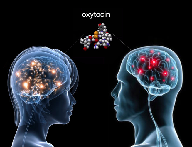 Окситоцин – гормон доверия и душевного спокойствия