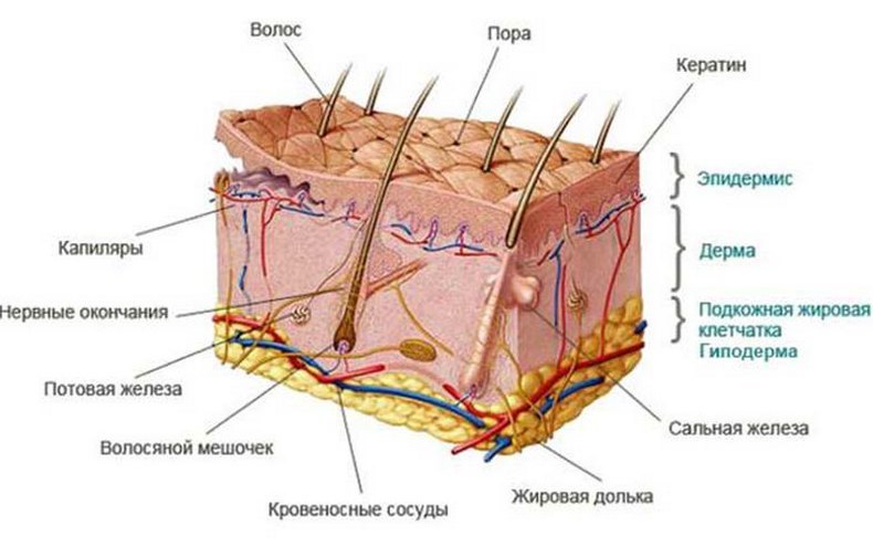 Фолликулярный гиперкератоз: избавляемся от гусиной кожи на теле ...