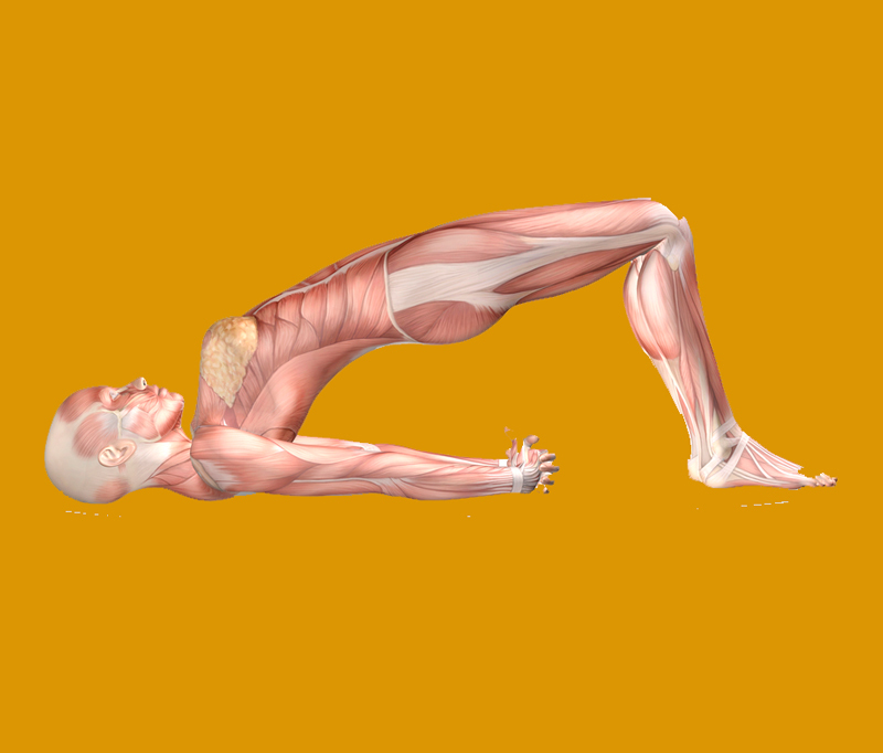 Укрепляем мышцы тазового дна