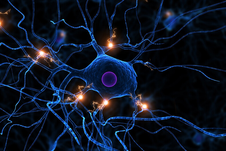Нервные клетки восстанавливаются: Как запустить производство новых нейронов