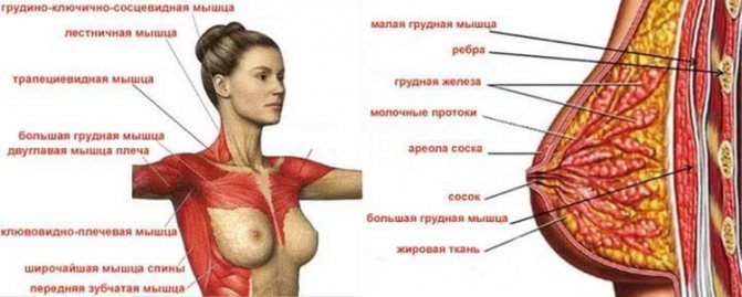 Почему женщинам лучше не качать грудь и что действительно поможет ее «поднять»