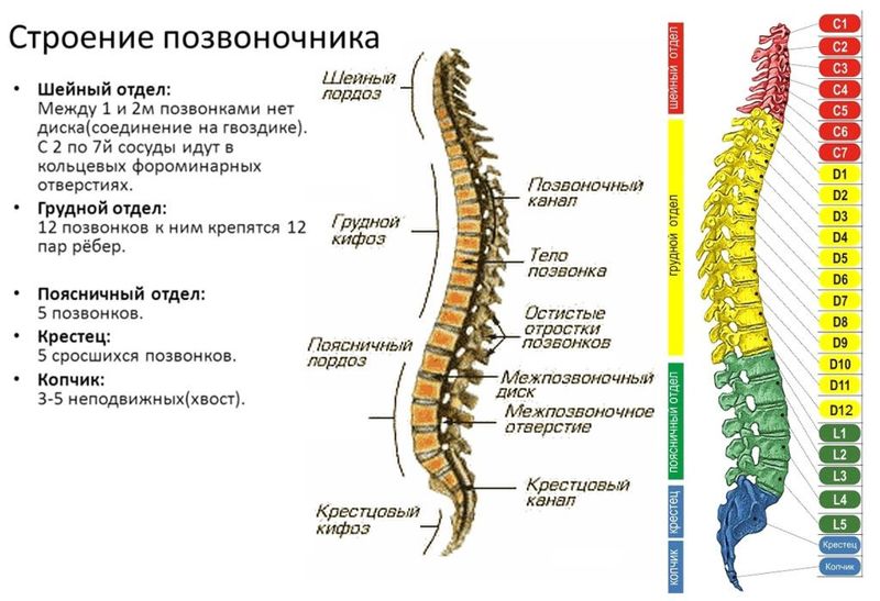 Точки на позвоночнике отвечающие за органы фото