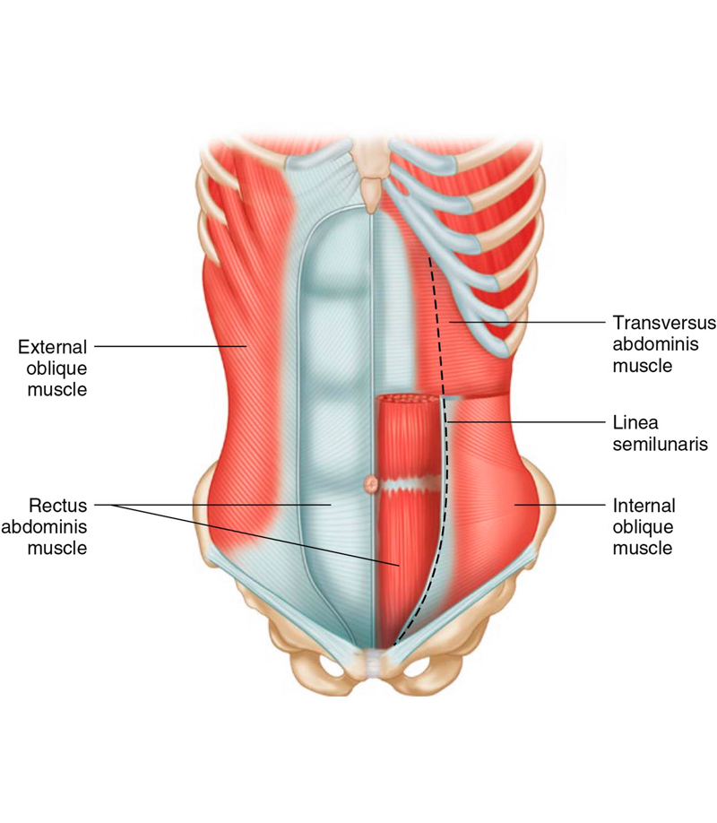 Плоский живот и осиная талия: активируем поперечную мышцу живота