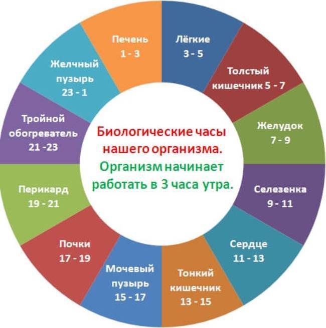 Когда есть, тренироваться и отдыхать: работа органов по часам