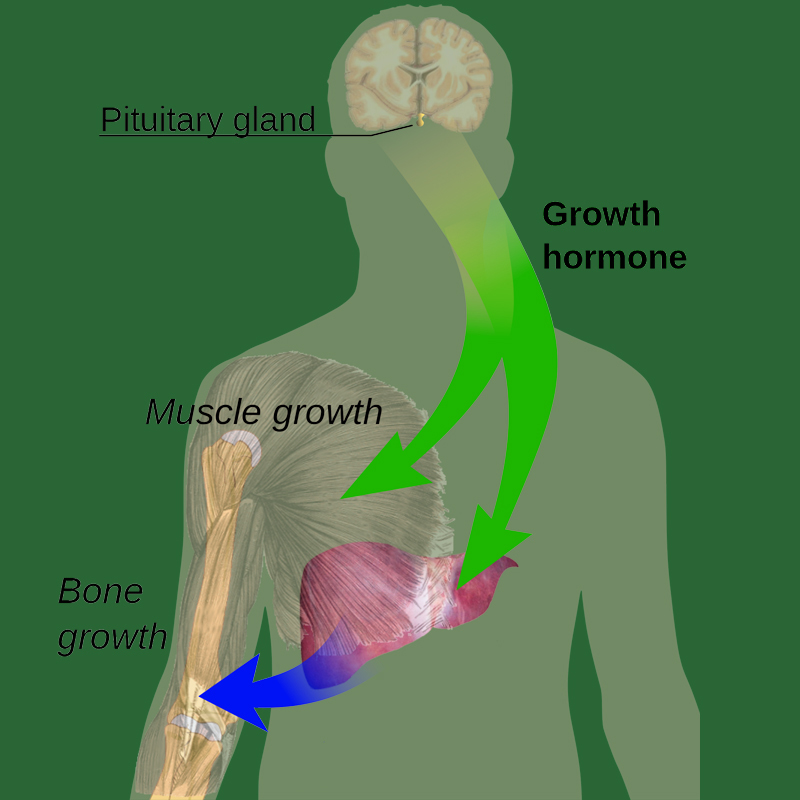 Соматотропин: как наладить выработку гормона молодости и стройности