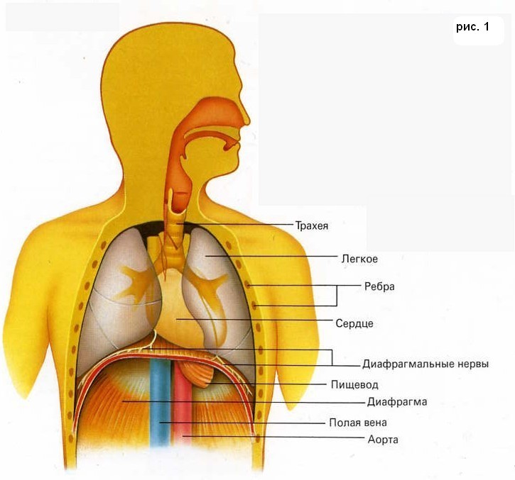 Как дыхание влияет на здоровье вашего опорно-двигательного аппарата