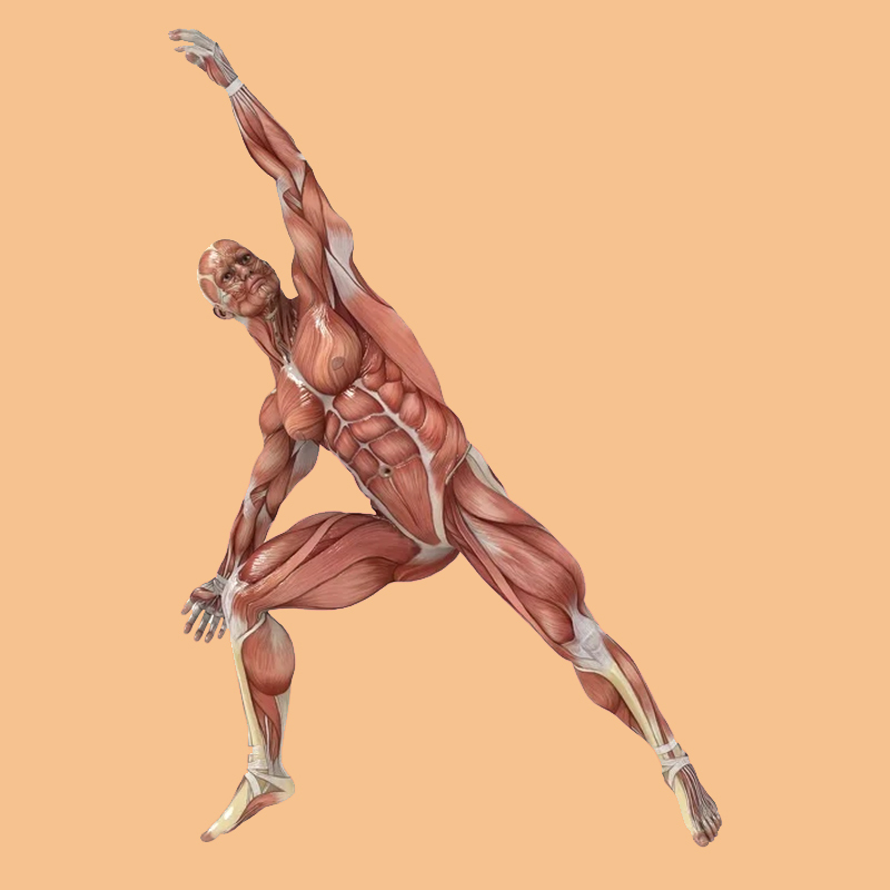 Кислородная гимнастика Оксисайз: 4 лучших упражнения для похудения