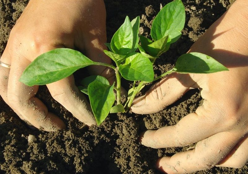 Выращивание рассады: когда сеять овощи
