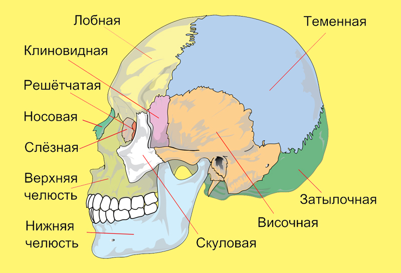 Загущение височной зоны фото