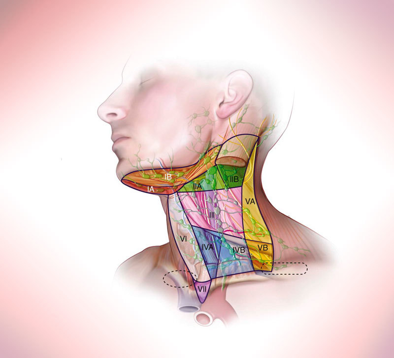 4 мышечных зажима шеи и головы, которые не дают нормально жить