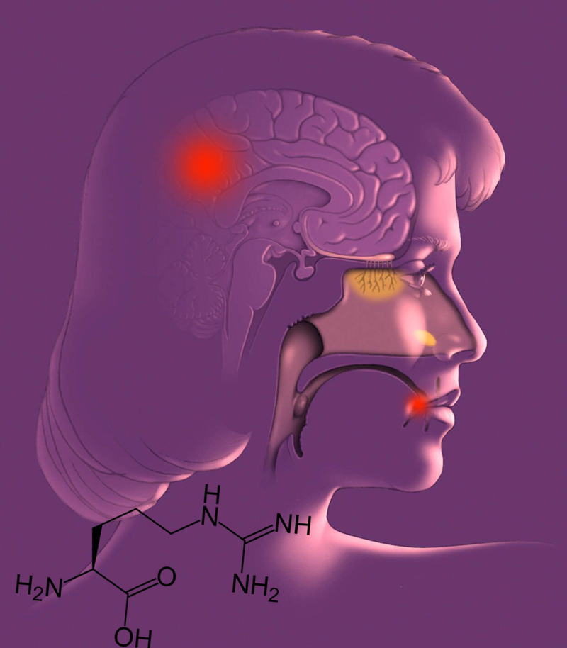 Баланс аминокислот: что провоцирует герпес и болезнь Альцгеймера