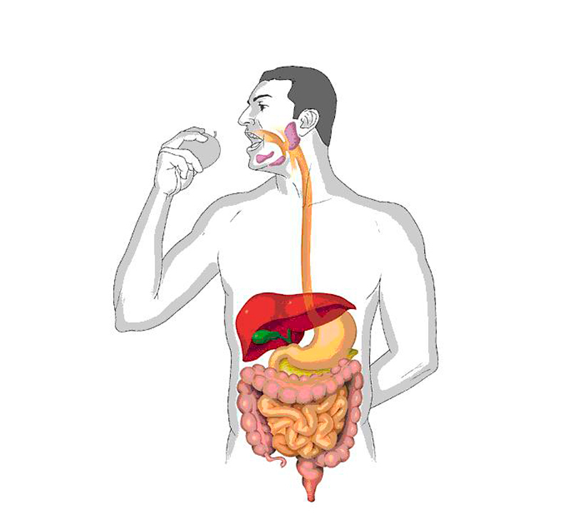 Здоровое пищеварение картинки