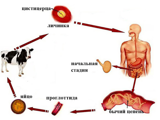 Симптомы заражения ленточным червем и натуральные методы лечения