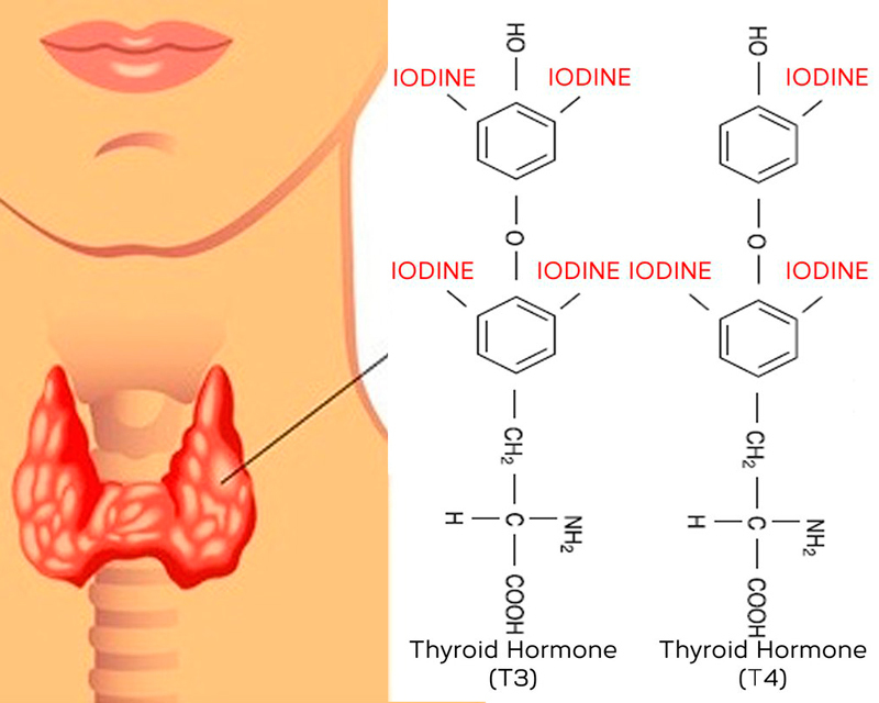 Йод и работа щитовидной железы: как правильно принимать йод?