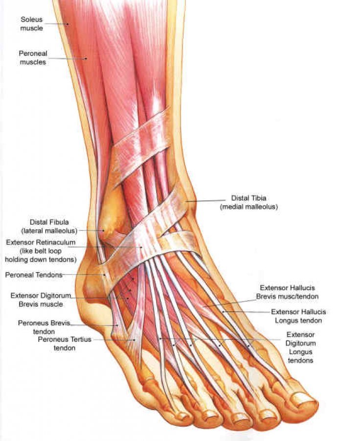 Foot muscle