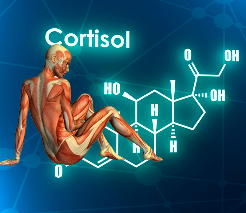 Гормон кортизол презентация