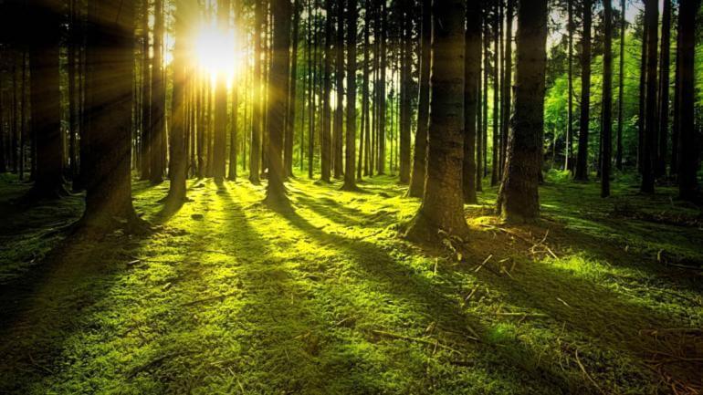 Посадка деревьев против изменения климата? Это тоже не помогает